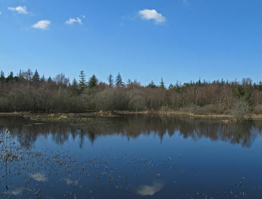 �sterild Plantage (copyright: Rune Engelbreth Larsen, Danarige.dk)