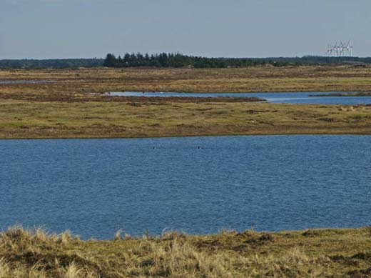 �st for Vigs� (copyright: Rune Engelbreth Larsen, Danarige.dk)